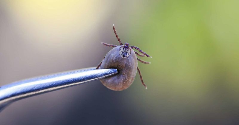 Check for ticks after yard exposure and remove attached ticks promptly
