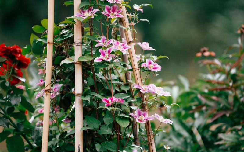 Check growing conditions before blaming the pruning