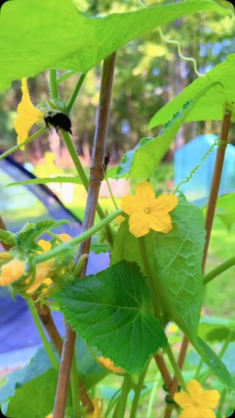 Check heat and pollination separately