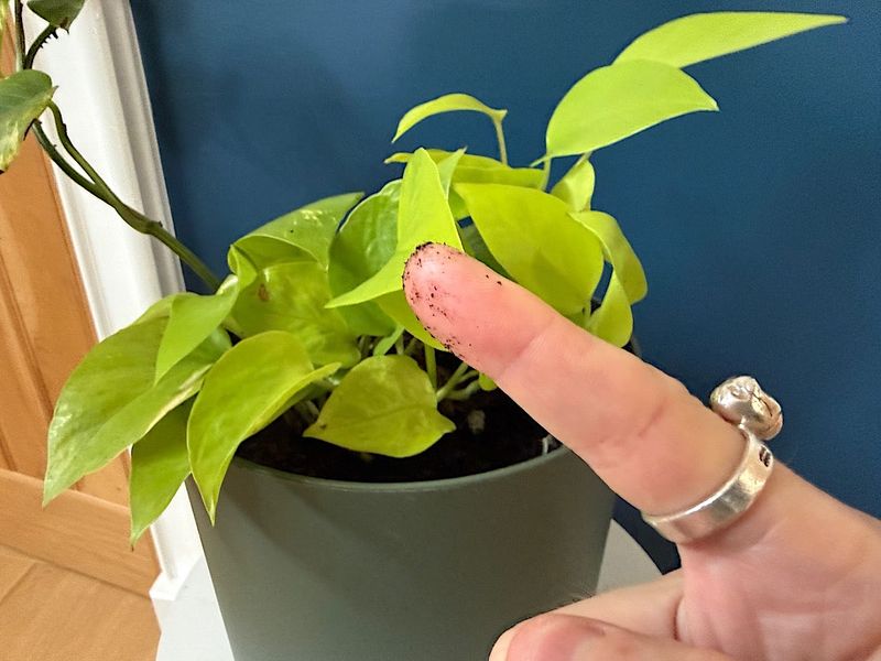 Check moisture below the surface before watering