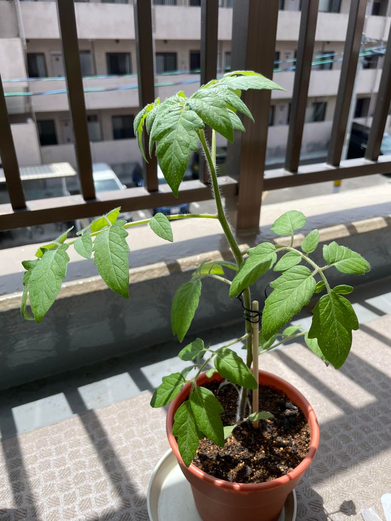 Check nitrogen, light, and timing when clusters never form