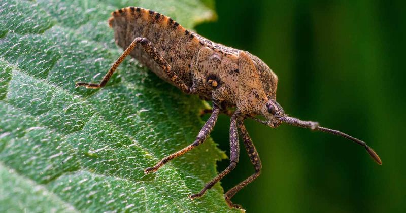Check pests and disease before escalating treatment