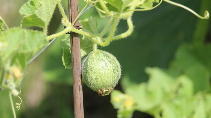 Check plant stress before blaming pollination Check plant stress before blaming pollination