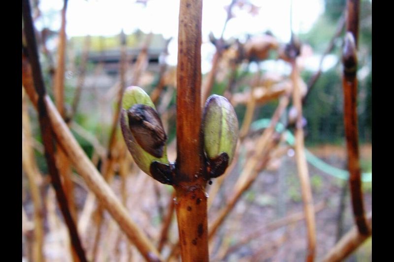 Check pruning, frost, winter injury, and light when blooms are missing