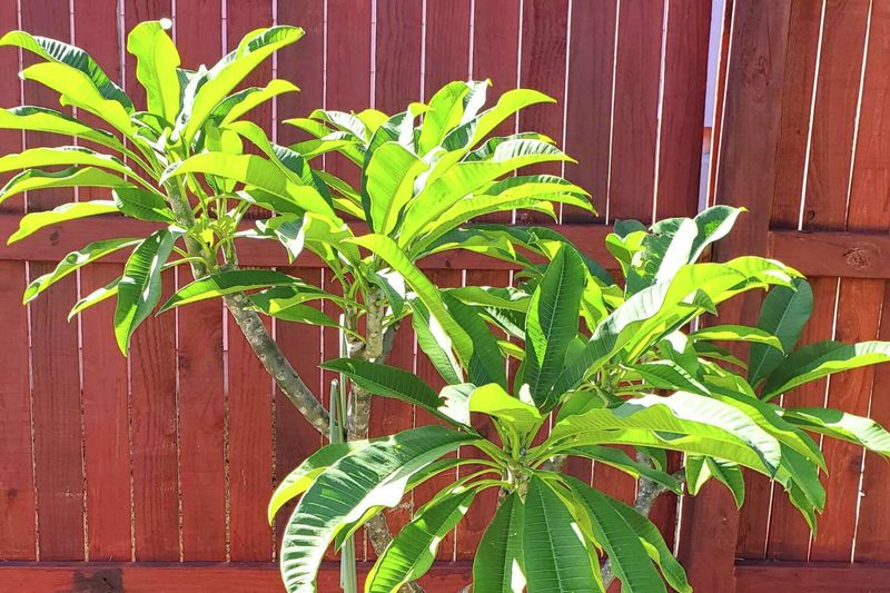 Check sunlight and active growth before adding fertilizer Check sunlight and active growth before adding fertilizer