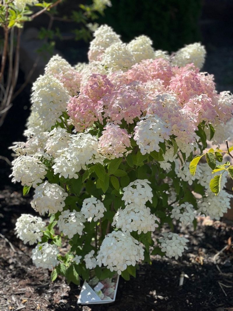Exposure and Hydrangea Type Change the Risk