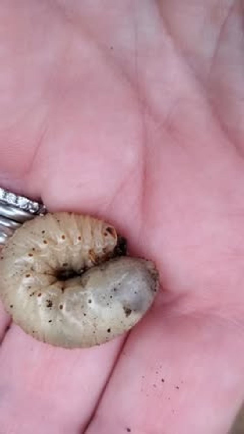 Check the bed before you blame grubs Check the bed before you blame grubs