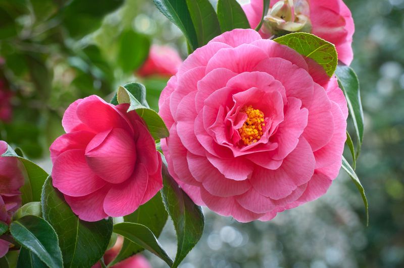 Japanese camellia provides a strong peony-like effect