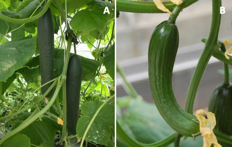 Check the cultivar and the pollination conditions