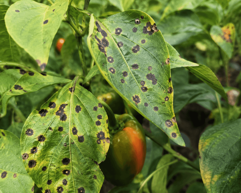 Check the leaves before treating the pepper Check the leaves before treating the pepper