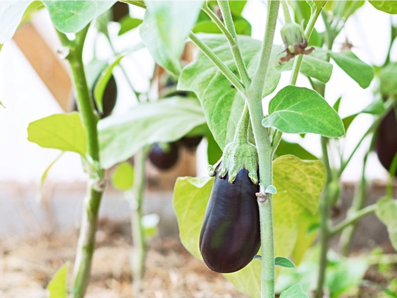 Check the plant before adding fertilizer or spray