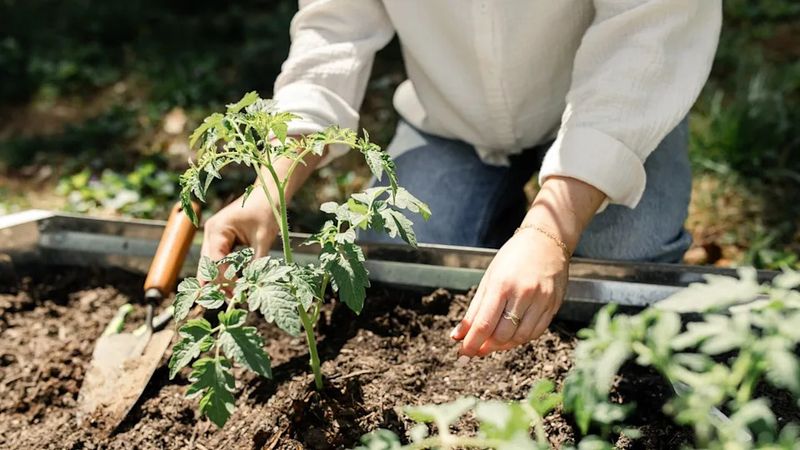 Check the root zone before you decide to water