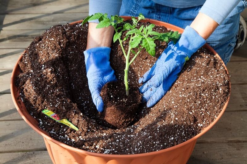 Check the root zone before you decide to water Check the root zone before you decide to water