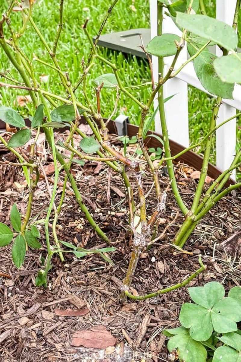 Check the root zone before you reach for the hose