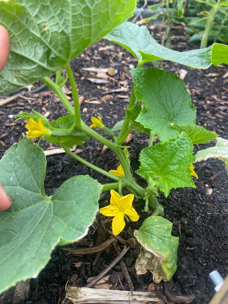 Check the seed packet before blaming the bees
