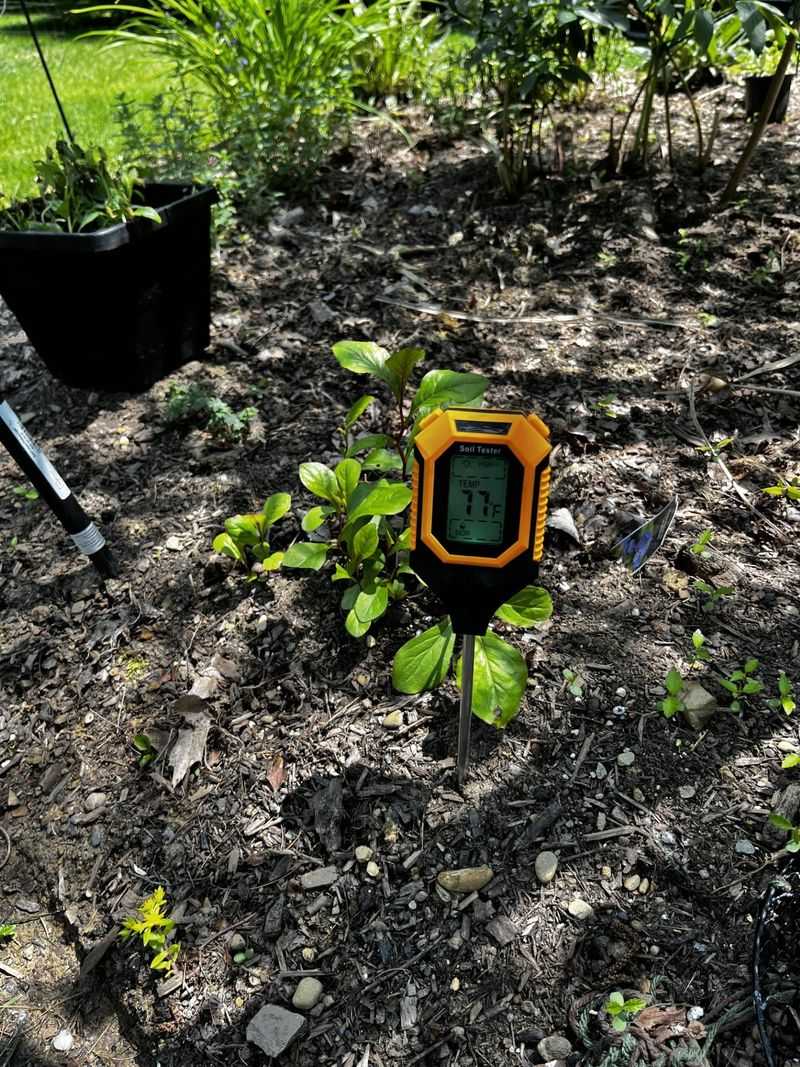 Check the soil and plant before changing the watering routine