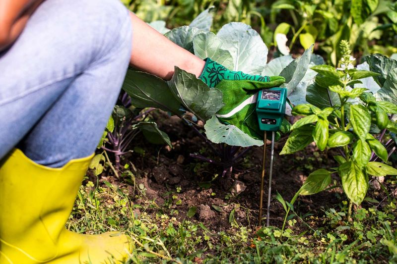 Check the soil and recovery pattern before watering