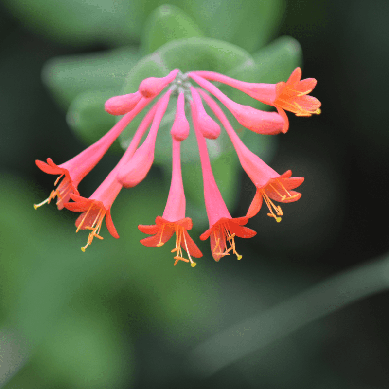 Check the species and the Florida site before planting