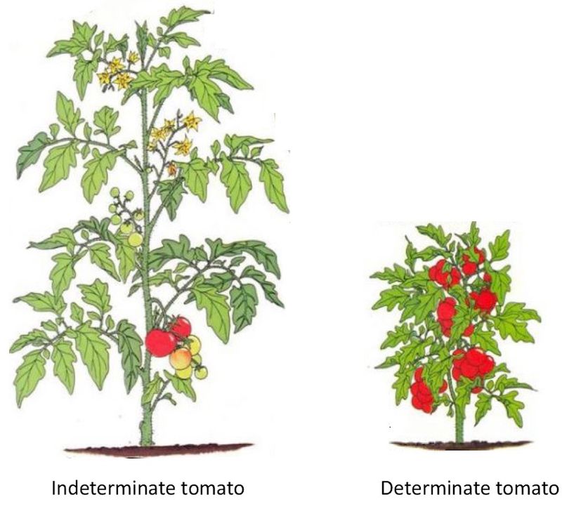 Check the tomato’s growth habit before you cut Check the tomato’s growth habit before you cut