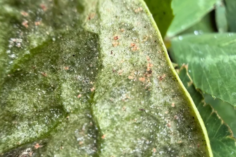 Check the undersides for disease and mites Check the undersides for disease and mites