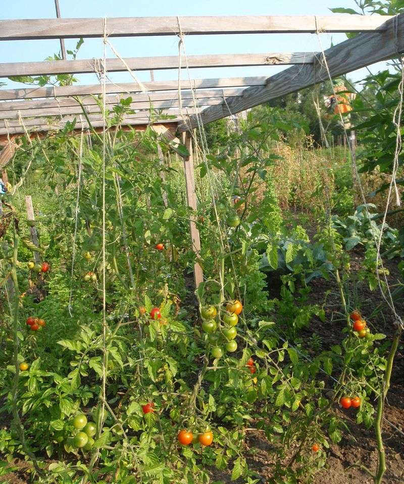 Check the weather, crop load, and variety too