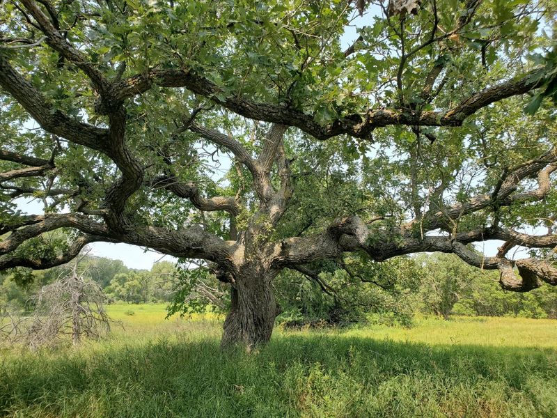 Check whether black cherry fits your yard