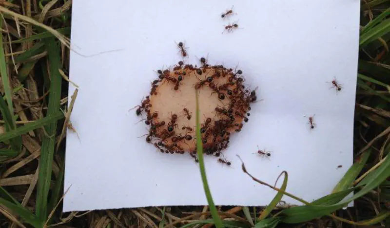 Check whether the mound is active before baiting