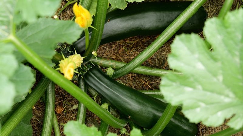 Check zucchini frequently and harvest for tenderness Check zucchini frequently and harvest for tenderness