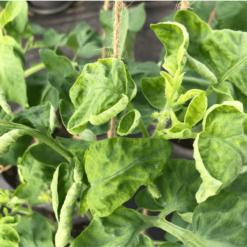 Chemical injury and insects can mimic disease