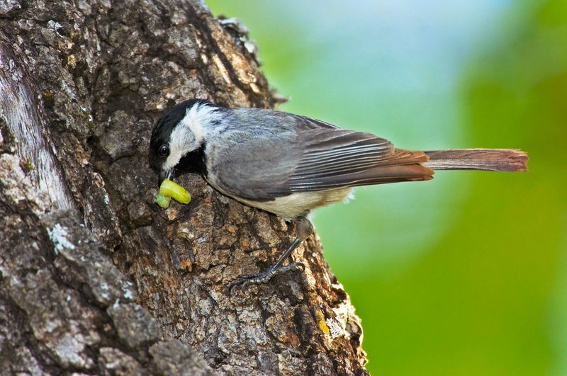 Chickadee Chickadee