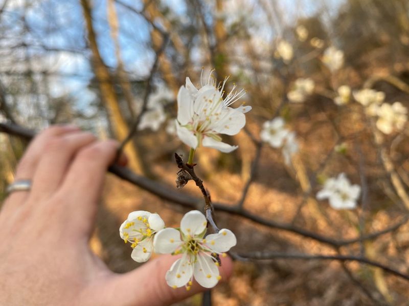 Chickasaw Plum