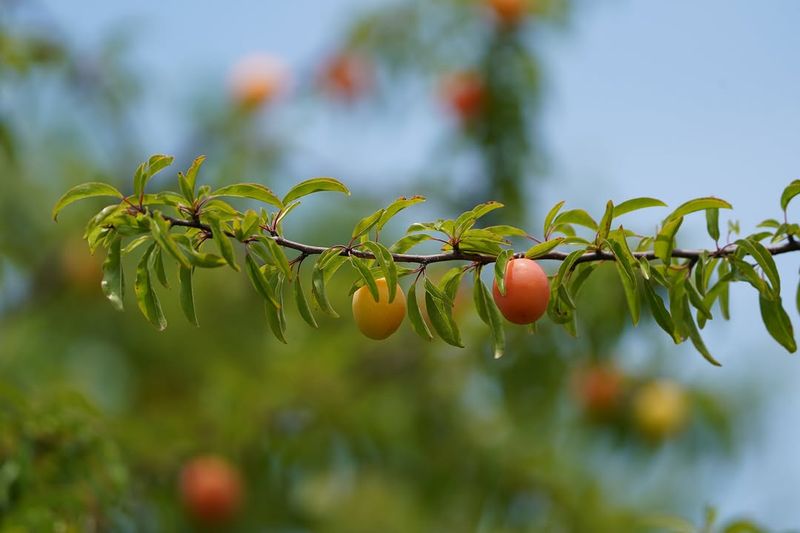 Chickasaw Plum