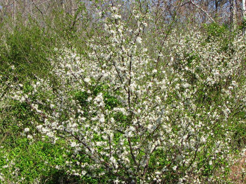 Chickasaw plum builds habitat through flowers and thickets