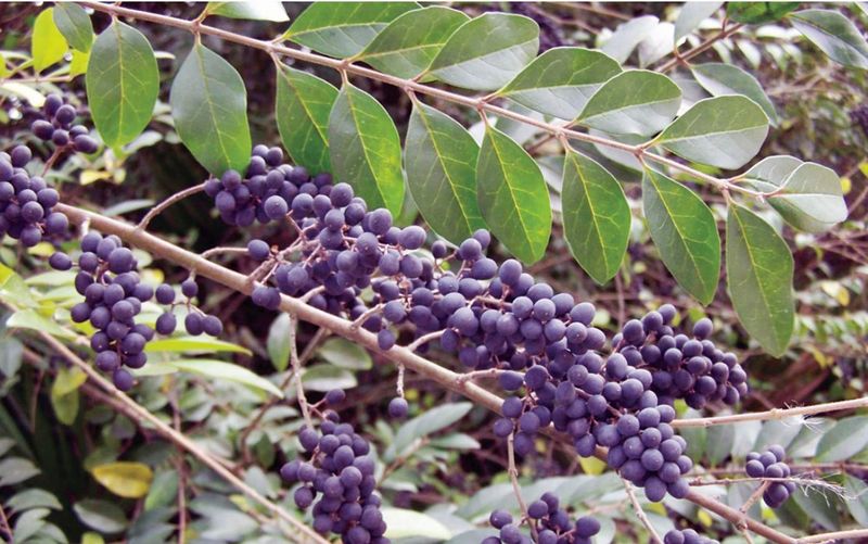 Chinese Privet