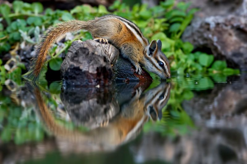 Chipmunks are not garden employees or automatic enemies Chipmunks are not garden employees or automatic enemies