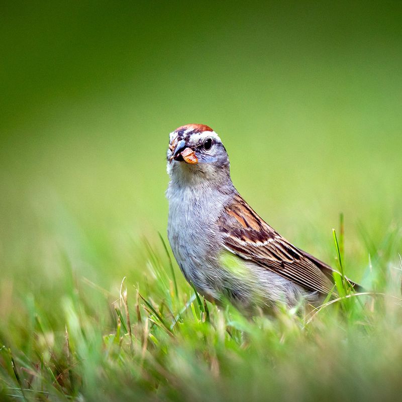 Chipping Sparrow Chipping Sparrow