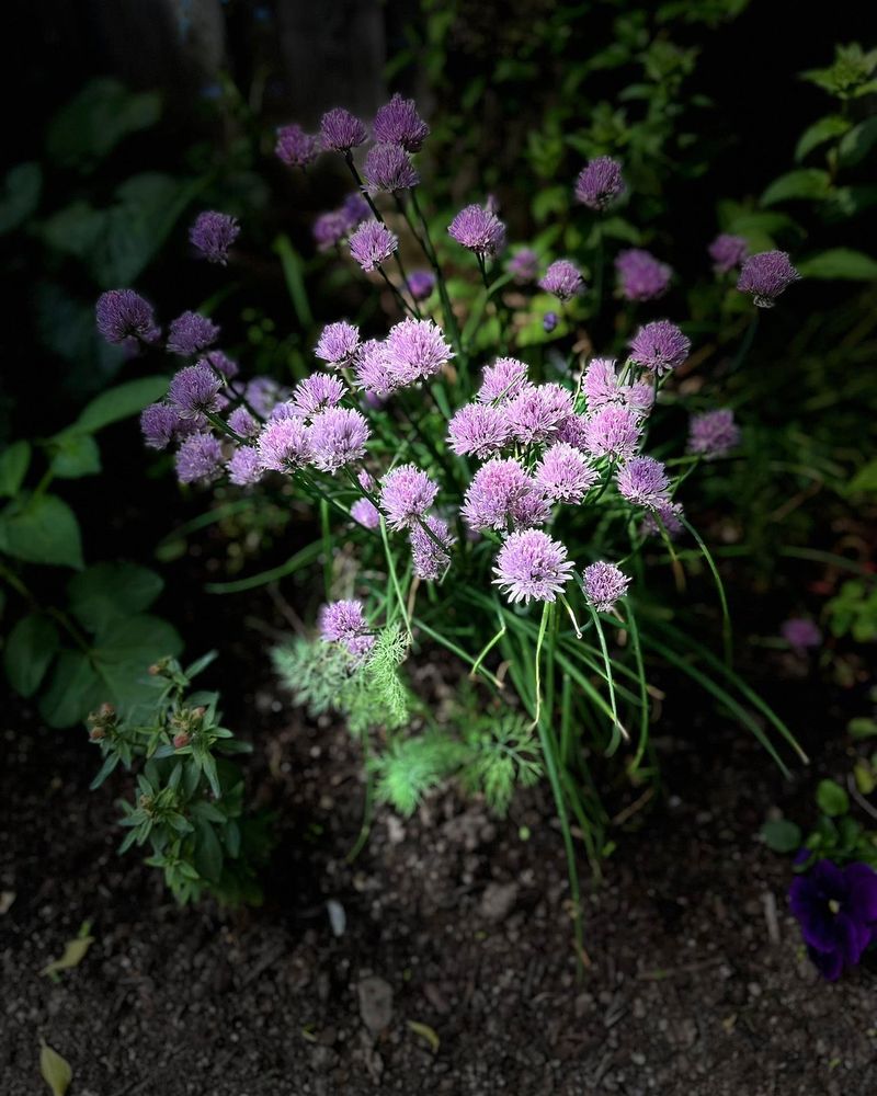 Chives