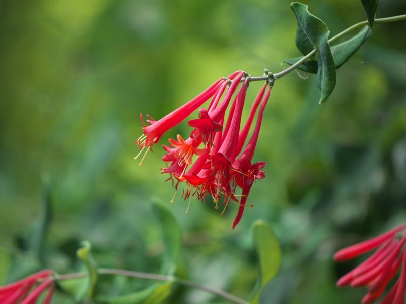 Choose Florida plants by region, site, and bloom sequence