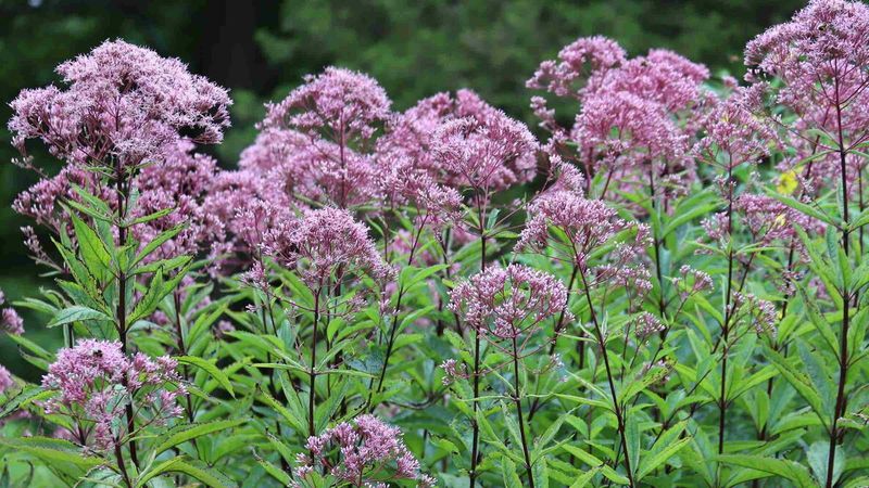 Choose Joe-Pye weed when dramatic height comes first