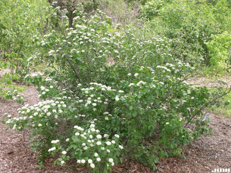 Choose Southern arrowwood for an informal native screen, not a clipped border