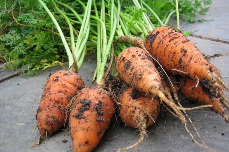 Choose a carrot that fits the bed