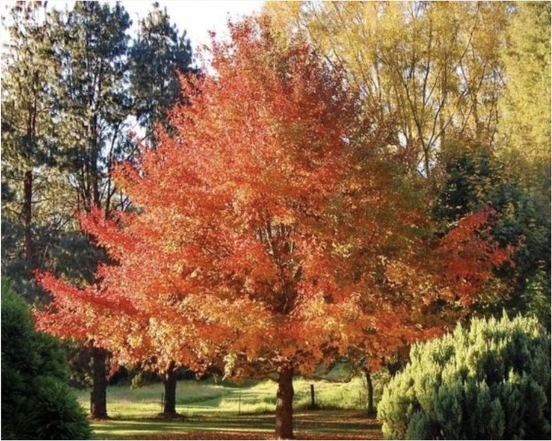Choose a site that matches blackgum’s mature size and needs Choose a site that matches blackgum’s mature size and needs
