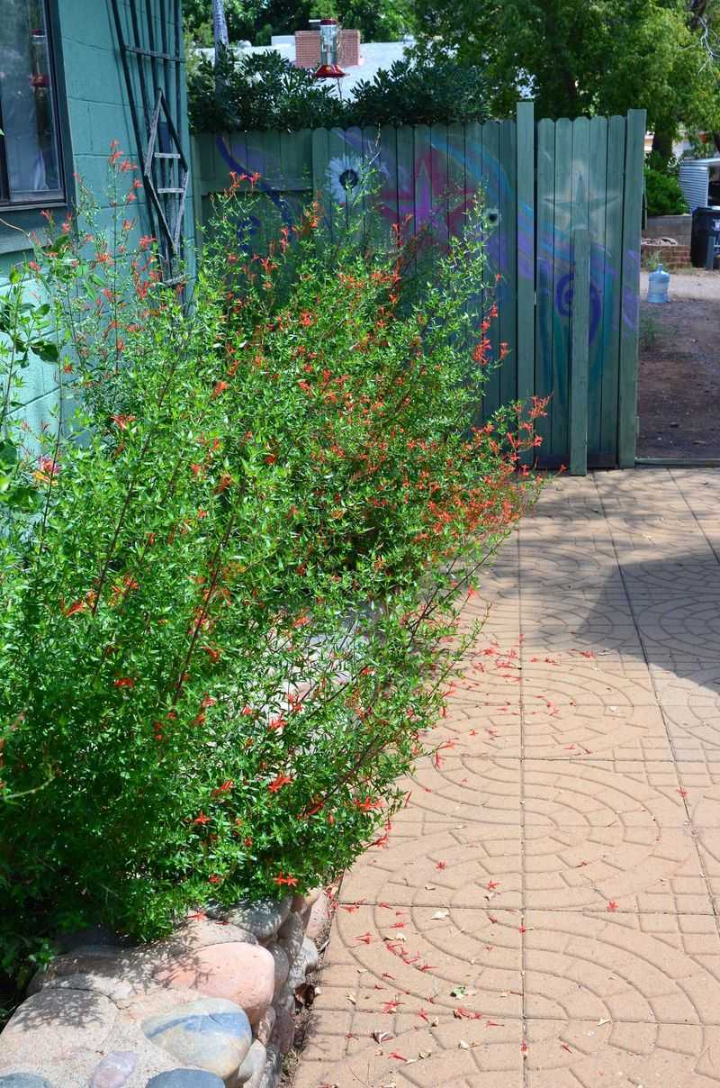 Choose a site that supports strong summer growth