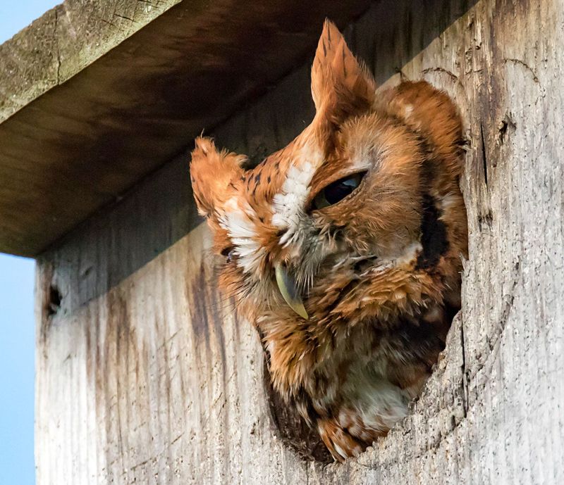 Choose a species-specific box instead of a generic owl house
