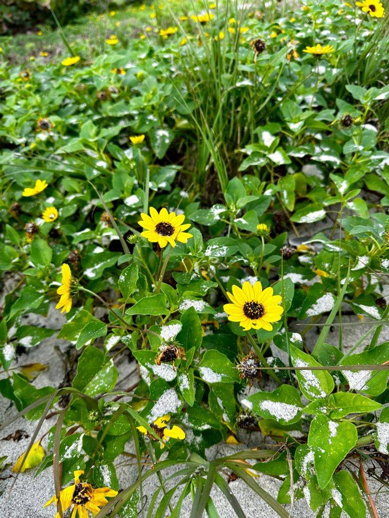 Choose beach sunflower when its look and site match Choose beach sunflower when its look and site match