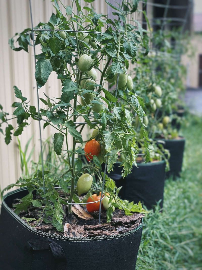 Choose container volume for the variety Choose container volume for the variety