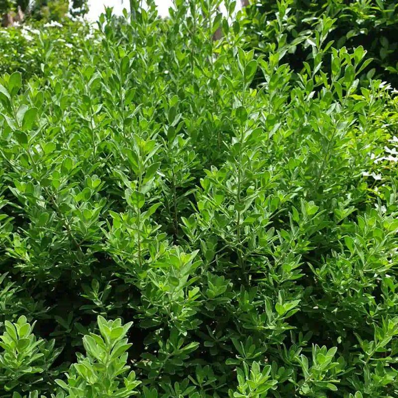 Choose inkberry for a site-matched evergreen screen Choose inkberry for a site-matched evergreen screen