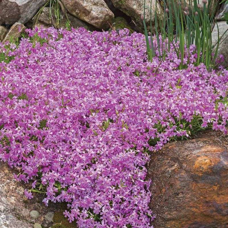 Choose moss phlox when the site matches its strengths