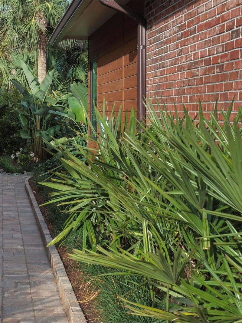 Choose needle palm when compact form matters more than height Choose needle palm when compact form matters more than height