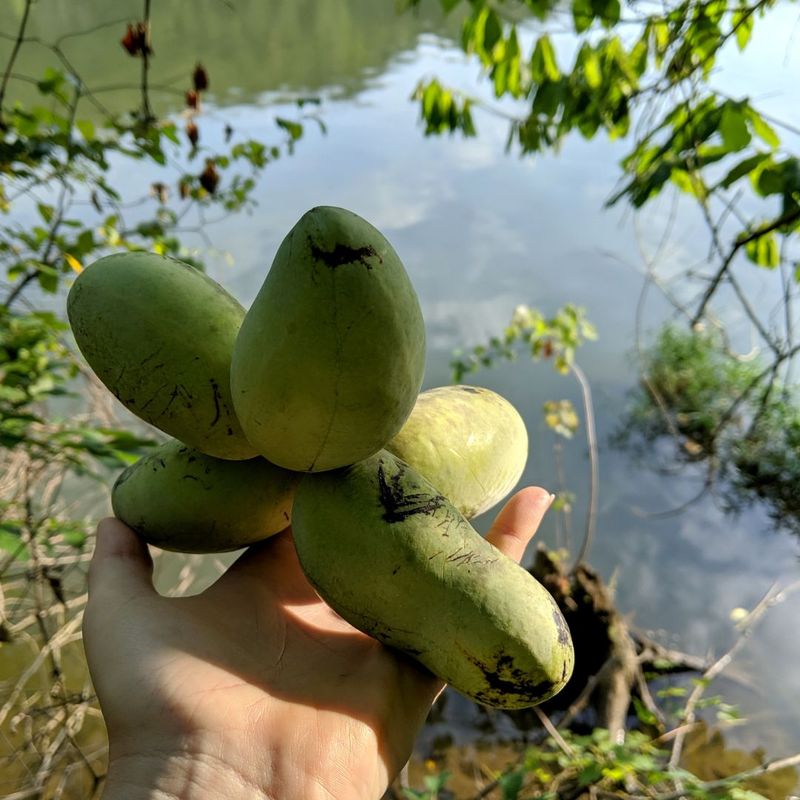 Choose pawpaw, persimmon, or neither according to your constraints Choose pawpaw, persimmon, or neither according to your constraints